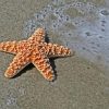 Starfish On The Beach Diamond Painting
