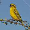 Yellow Canary On Branch Diamond Painting