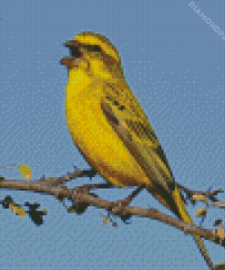 Yellow Canary On Branch Diamond Painting