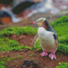 Yellow Eyed Penguin Diamond Painting