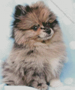 Grey Pomeranian Dog Diamond Painting