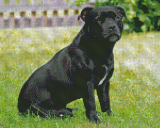 Black Staffy Bull Terrier Diamond Painting