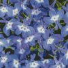 Lobelia Diamond Painting