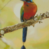 Motmot Bird Diamond Painting