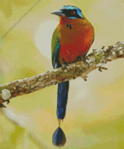 Motmot Bird Diamond Painting