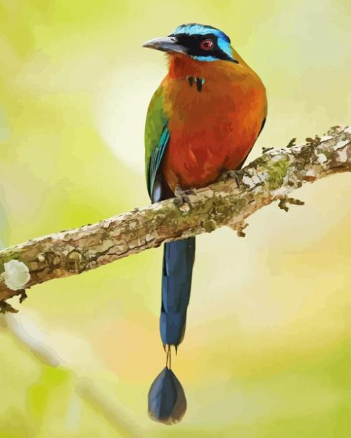 Motmot Bird Diamond Painting