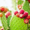 Prickly Pears Diamond Painting