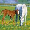 White Mare and Foal Diamond Painting