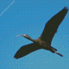 Flying Black Ibis Diamond Painting