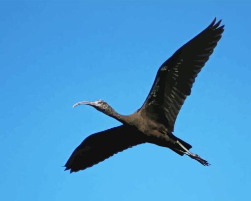 Flying Black Ibis Diamond Painting