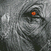 Brown Elephant Eye Diamond Painting