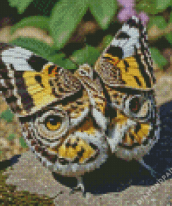 Owl Butterfly Diamond Painting