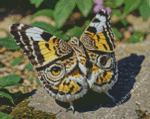 Owl Butterfly Diamond Painting
