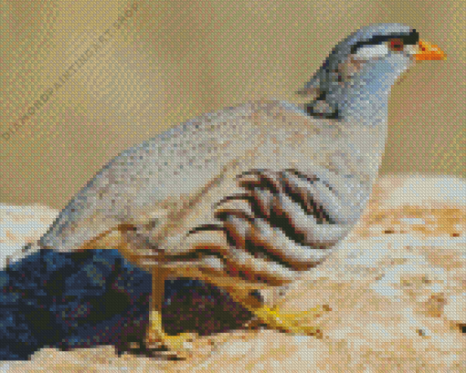 Sand Partridge Bird Diamond Painting