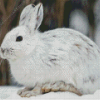 Snowshoe Hare Animal Diamond By Numbers