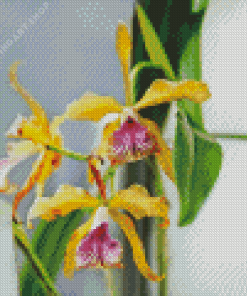 Laelia Orchid Diamond Painting
