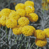 Billy Buttons Diamond Painting