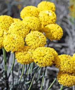 Billy Buttons Diamond Painting