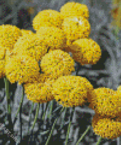 Billy Buttons Diamond Painting