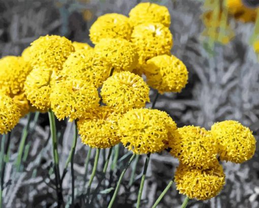 Billy Buttons Diamond Painting