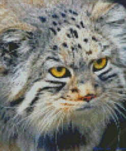 Pallas Cat Diamond Painting