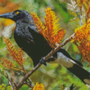 Pied Currawong Diamond Painting