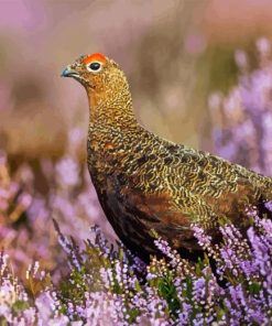 Red Grouse Bird Diamond Painting