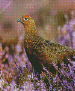 Red Grouse Bird Diamond Painting