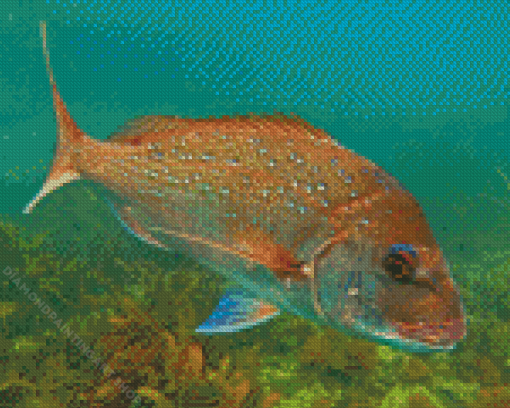 Snapper Fish Diamond Painting