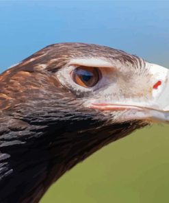 Wedge tailed eagle side face Diamond Dotz
