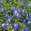 Lobelia Diamond With Numbers