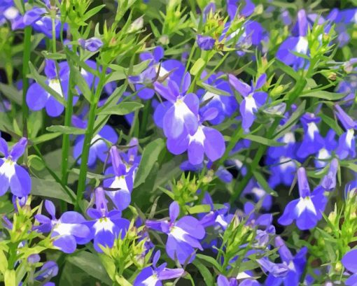 Lobelia Diamond With Numbers