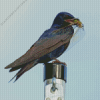 Purple martin Diamond With Numbers