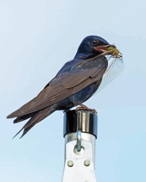 Purple martin Diamond With Numbers