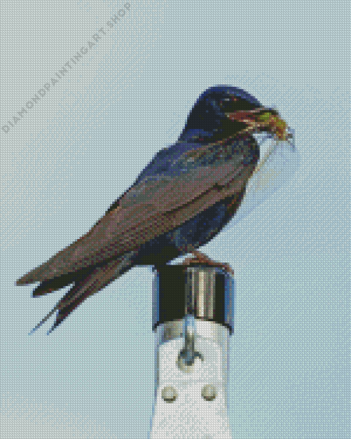 Purple martin Diamond With Numbers