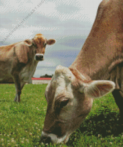 Swiss cow Diamond Paintings