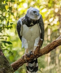 harpy eagle Diamond With Numbers