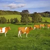 Ayrshire cows Diamond Dotz