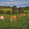 Ayrshire cows Diamond Dotz