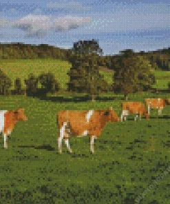 Ayrshire cows Diamond Dotz