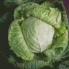 Cabbage Diamond Dotz