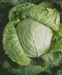 Cabbage Diamond Dotz