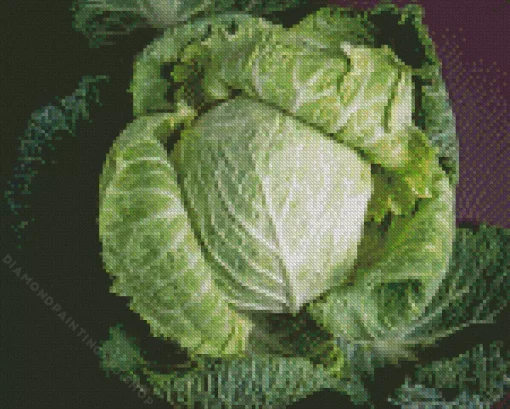 Cabbage Diamond Dotz