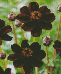 Chocolate Cosmos Diamond Dotz