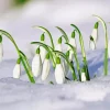 Snowdrops flower Diamond Dotz