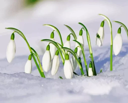 Snowdrops flower Diamond Dotz