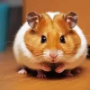 Syrian hamster Diamond Dotz