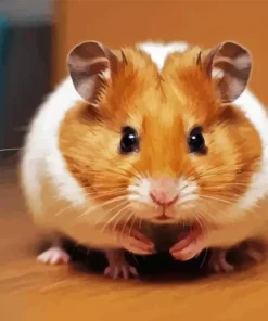 Syrian hamster Diamond Dotz