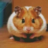 Syrian hamster Diamond Dotz