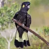 Yellow tailed black cockatoo Diamond Dotz